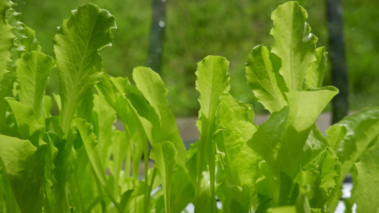 Lettuce growing on a windowsill