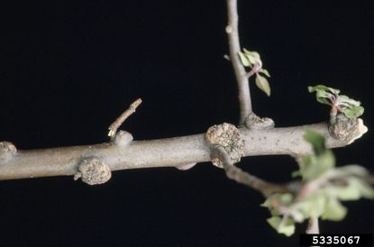 Burr Knots on an Apple Tree Branch