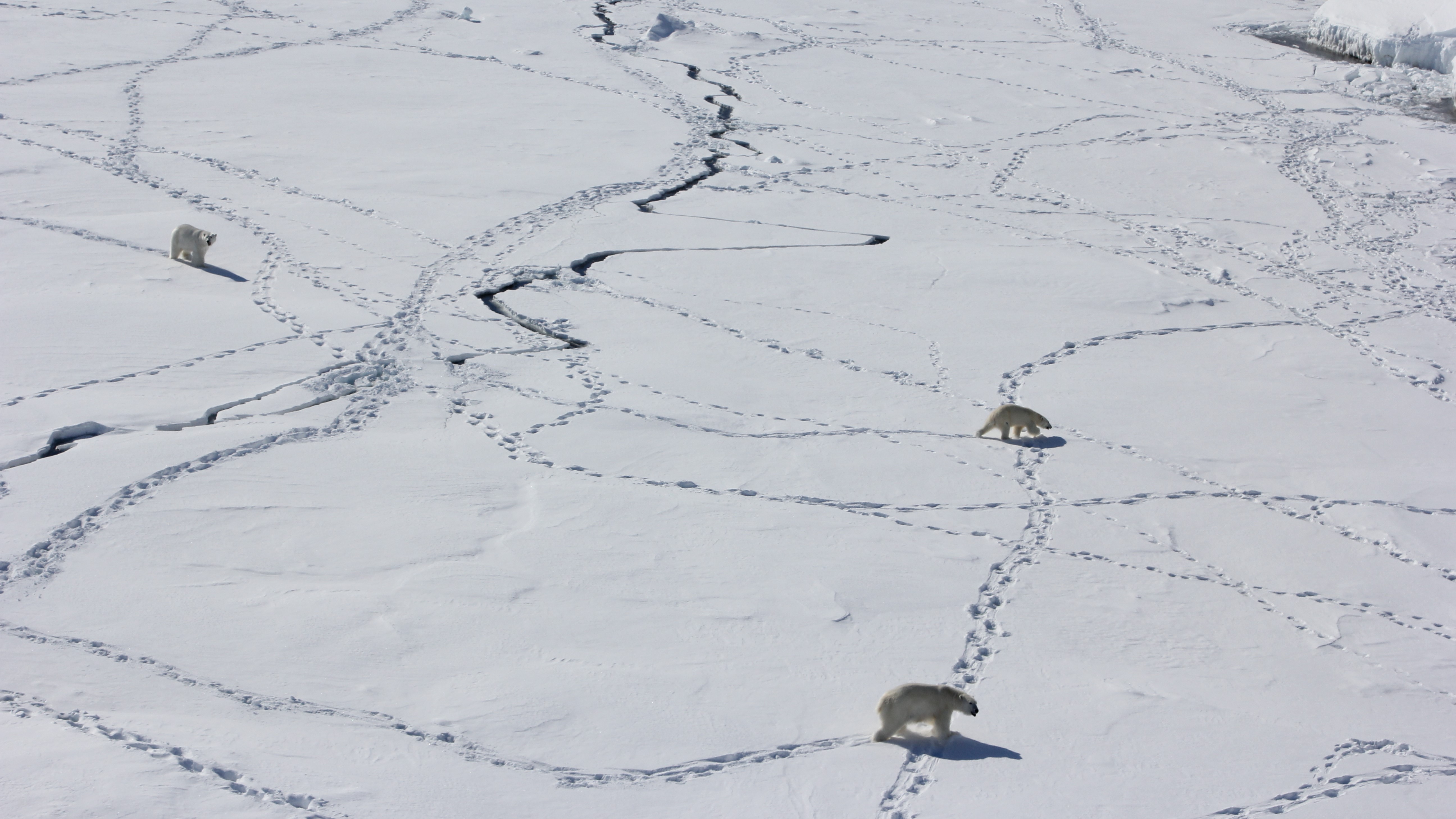 Polar bears moving through the snow.