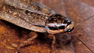Closeup of a cockroach