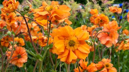 Group of orange geum flowers