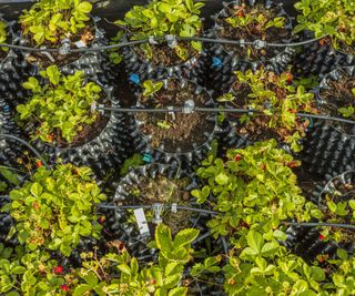 Growing strawberries in air pots with an irrigation system