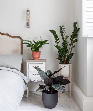 A gray bedroom with a bed and three plants around it