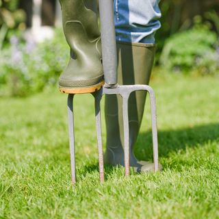 aearating lawn with a garden fork