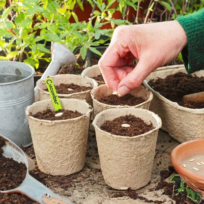 Gardener plants cucumber seeds into paper pots