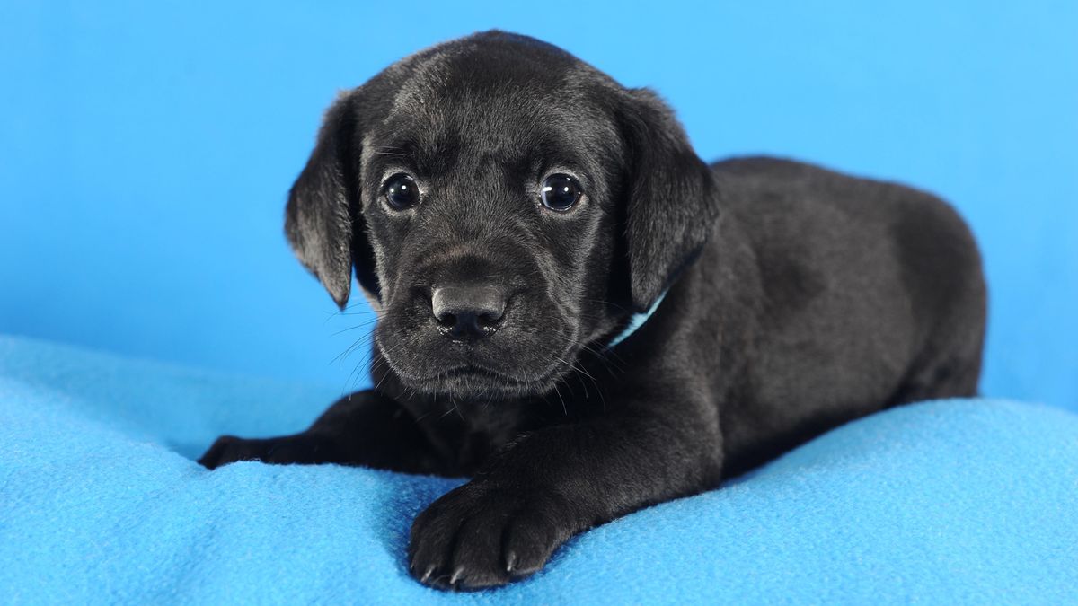 Boy Labrador puppy on blue background