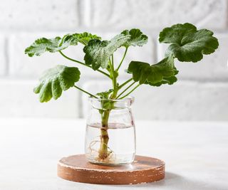 geranium cutting rooting in a jar of water