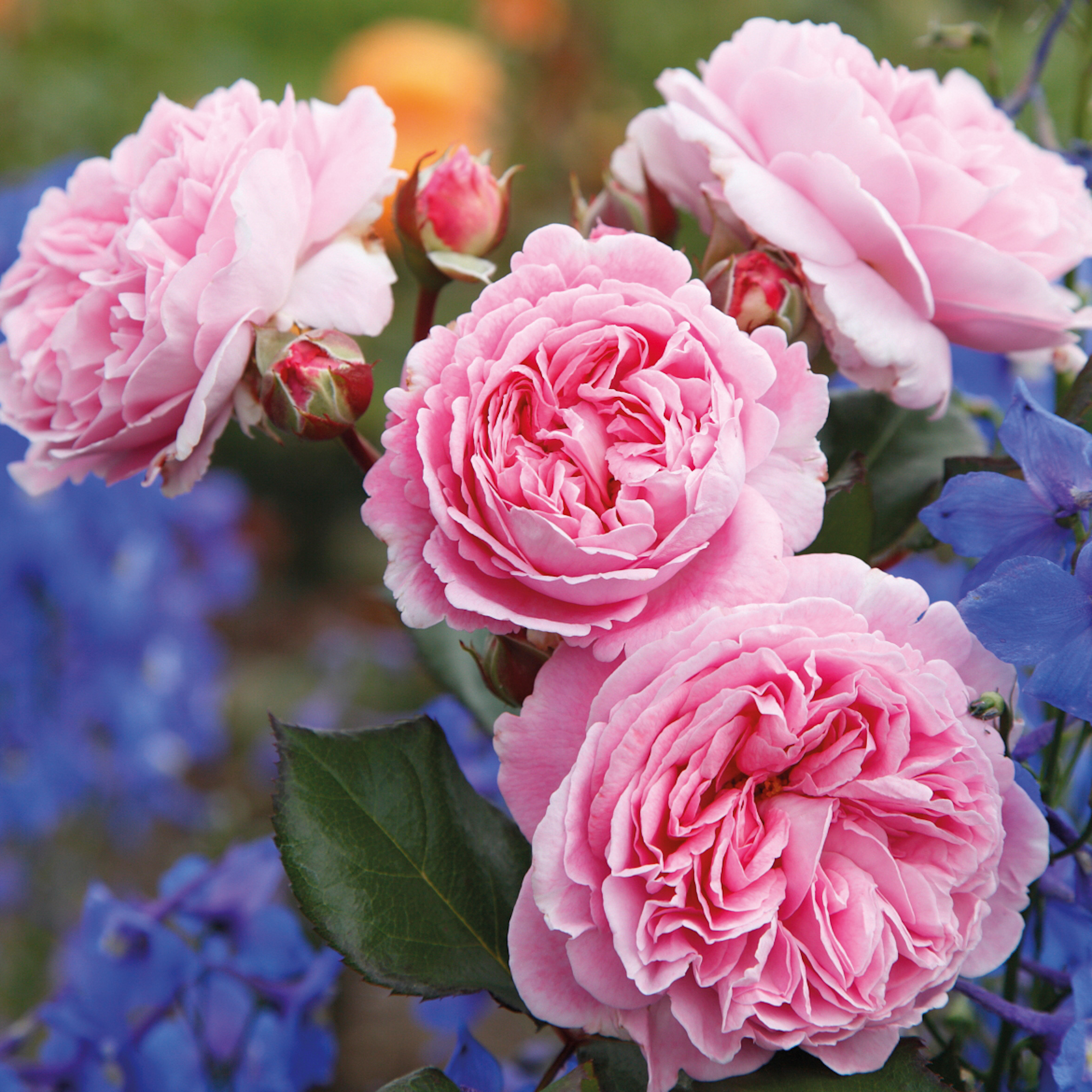 Rosengraefin-Marie-Henriette-Lovely-Parfuma Peter Beales Roses
