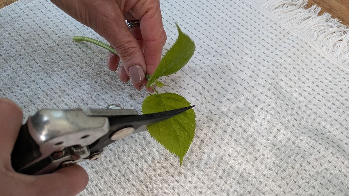 Hydrangea cutting