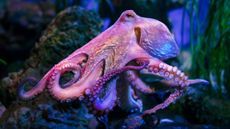 Octopus in ocean