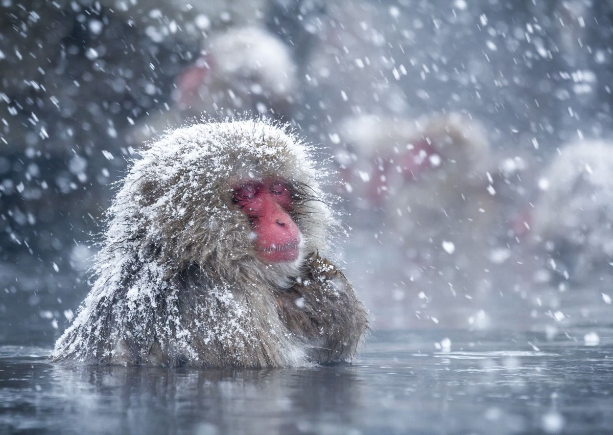 A snow monkey relaxes in a hot spring at the Jigokudani Monkey Park, Nagano, in Japan.