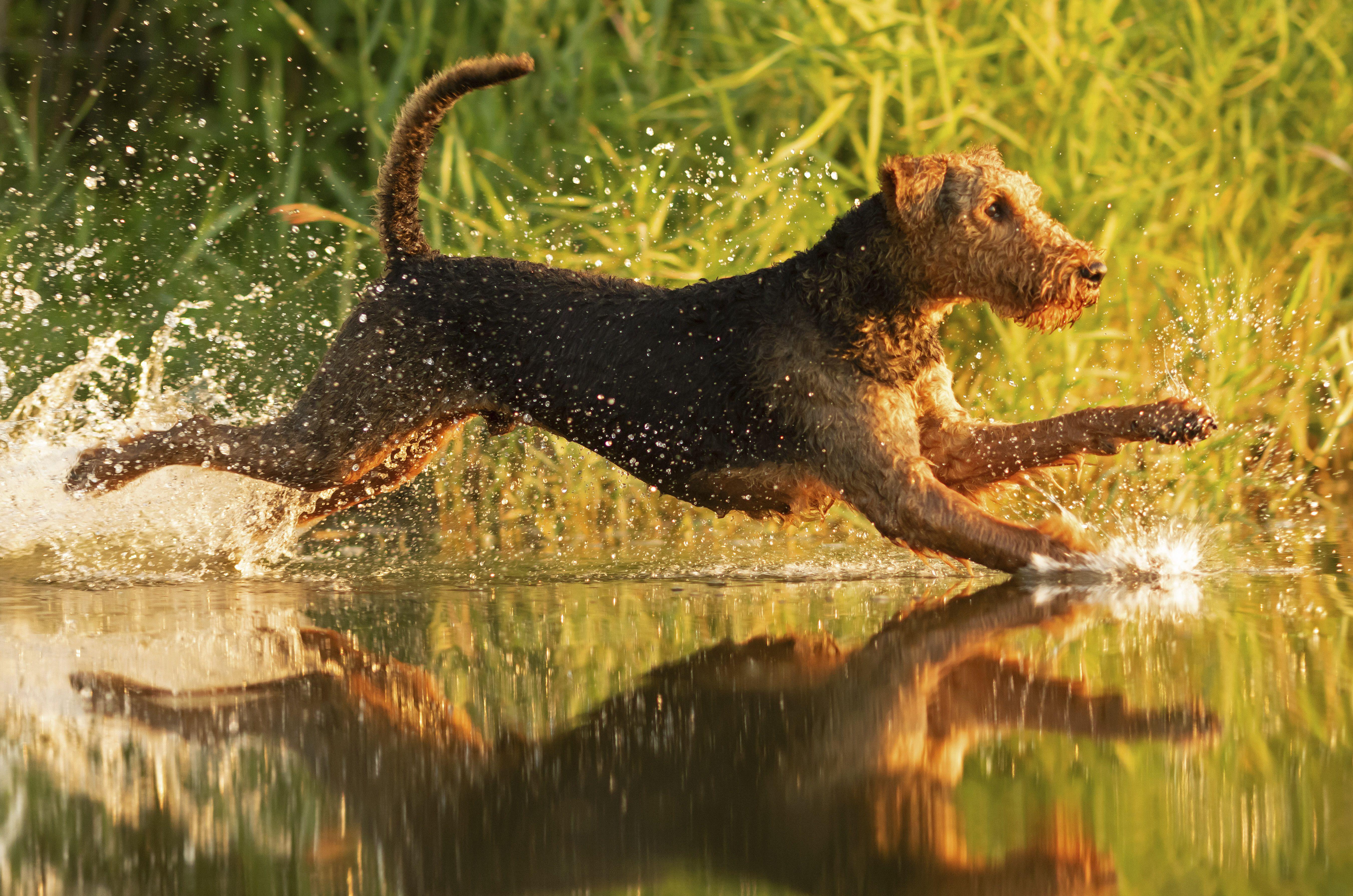 An Airedale terrier splashes through shallow water at full stretch, its wet coat gleaming in the golden evening light.