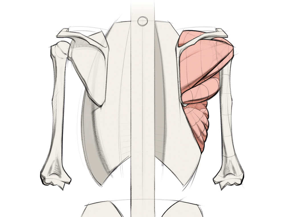 Mastering the human skeleton will mean you get figure drawing right every time