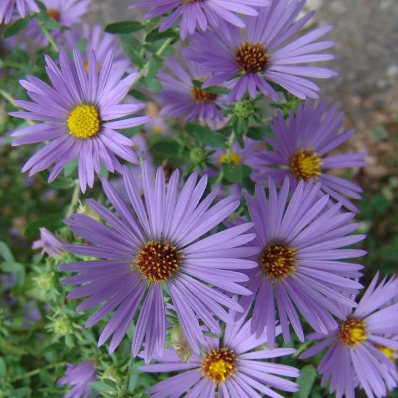 October Skies Aster