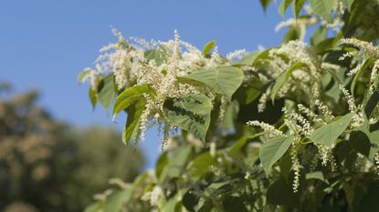 Japanese knotweed - one of the worst invasive plants