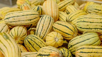 Delicata squash piled in a basket on a market stall