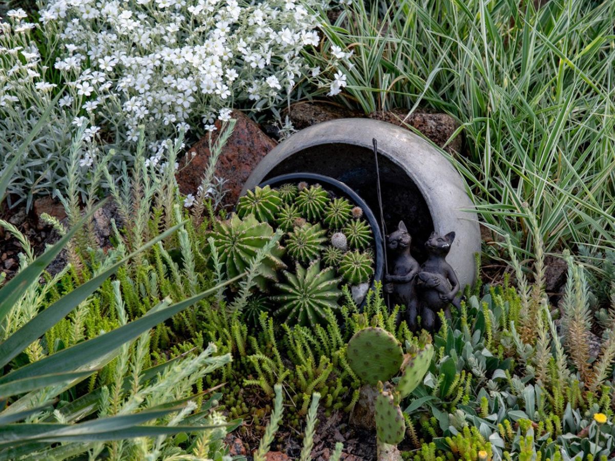 多肉植物の仲間: 多肉植物の庭に最適なコンパニオン植物