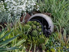 Succulent And Companion Plants In The Garden