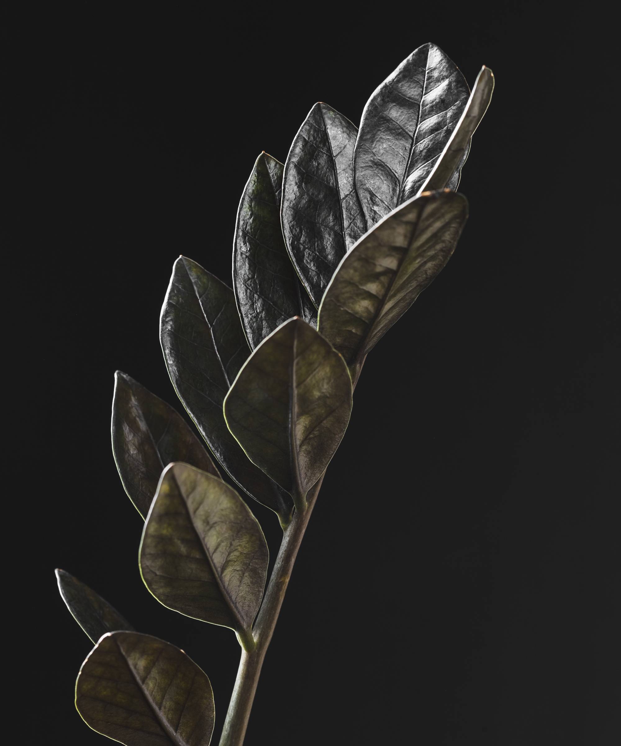 Leaves of Raven ZZ plant