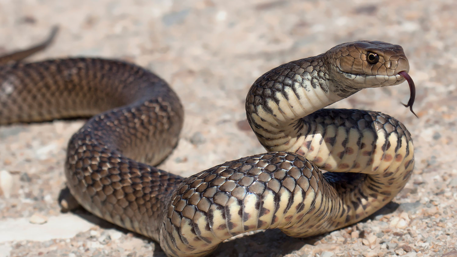 Snake