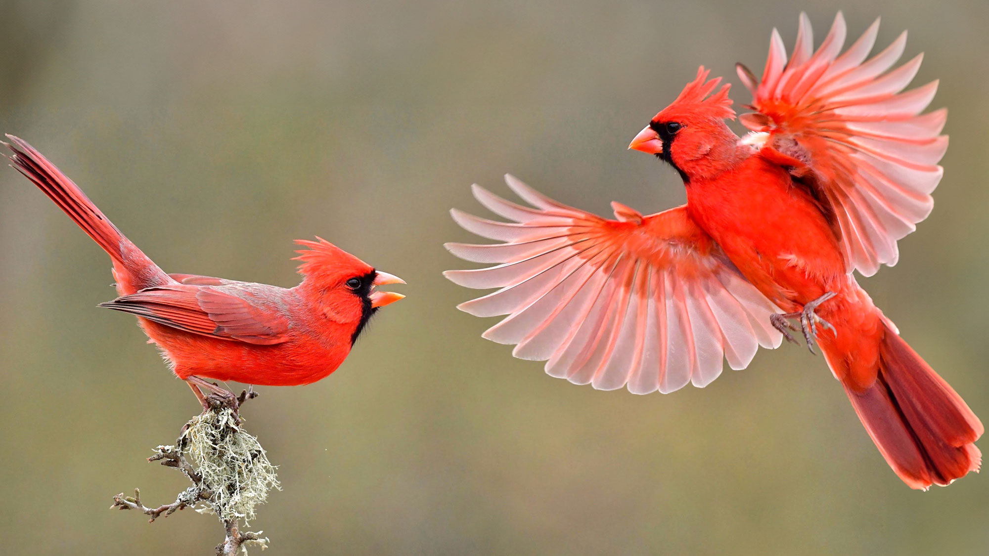 two red cardinals fighting as one swoops in and one sits on tree stump