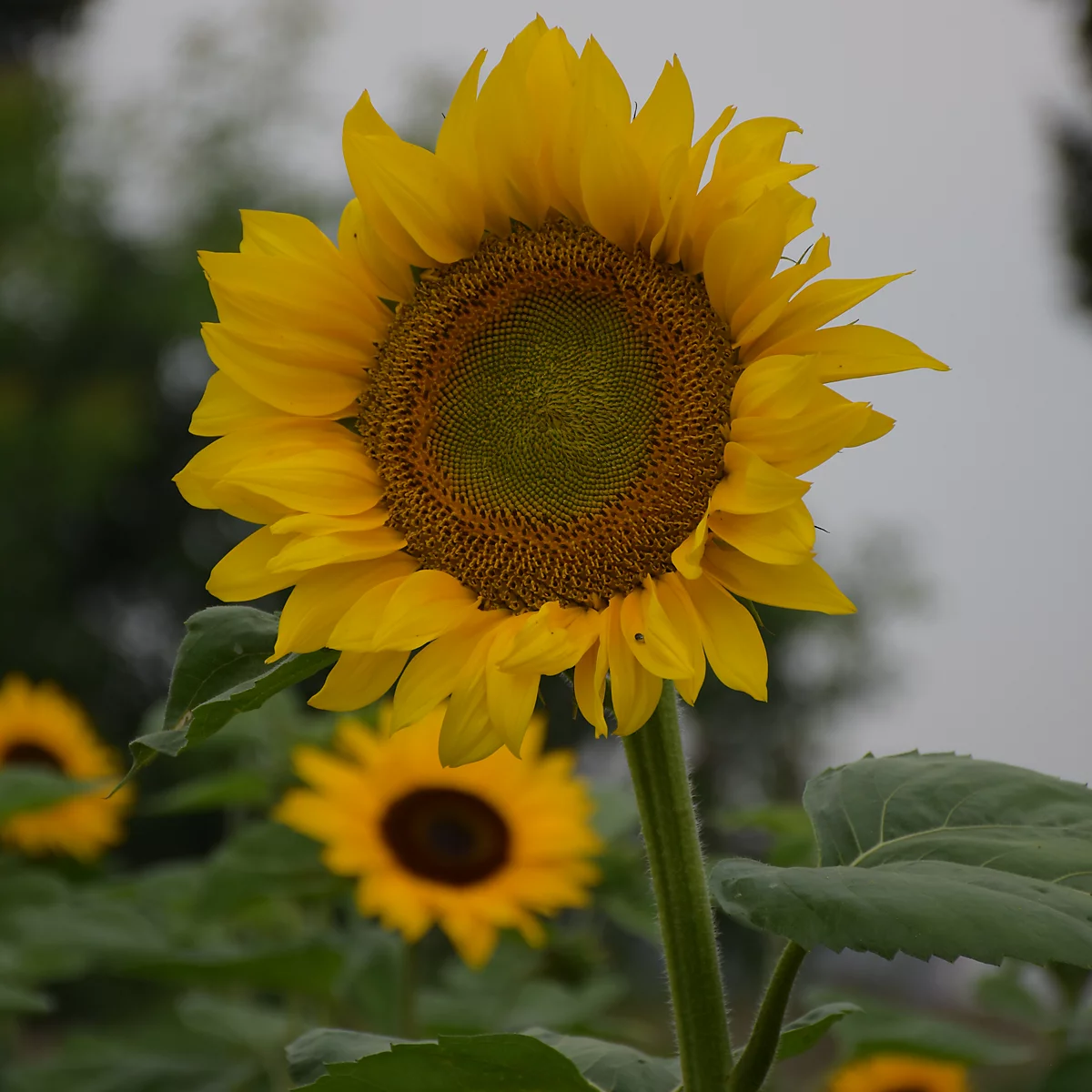 B&amp;amp;Q, Verve American Giant Yellow Sunflower Seeds