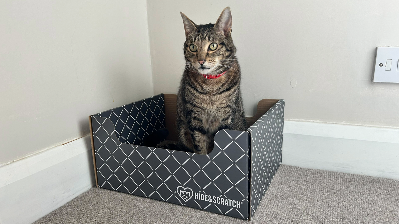 Megan's cat Chilli sitting inside the hide&amp;scratch cat bed