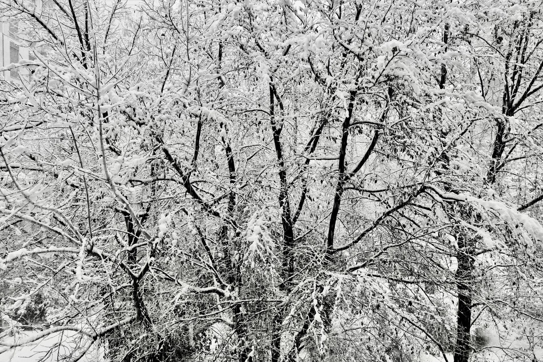 GuruShots - February 2026