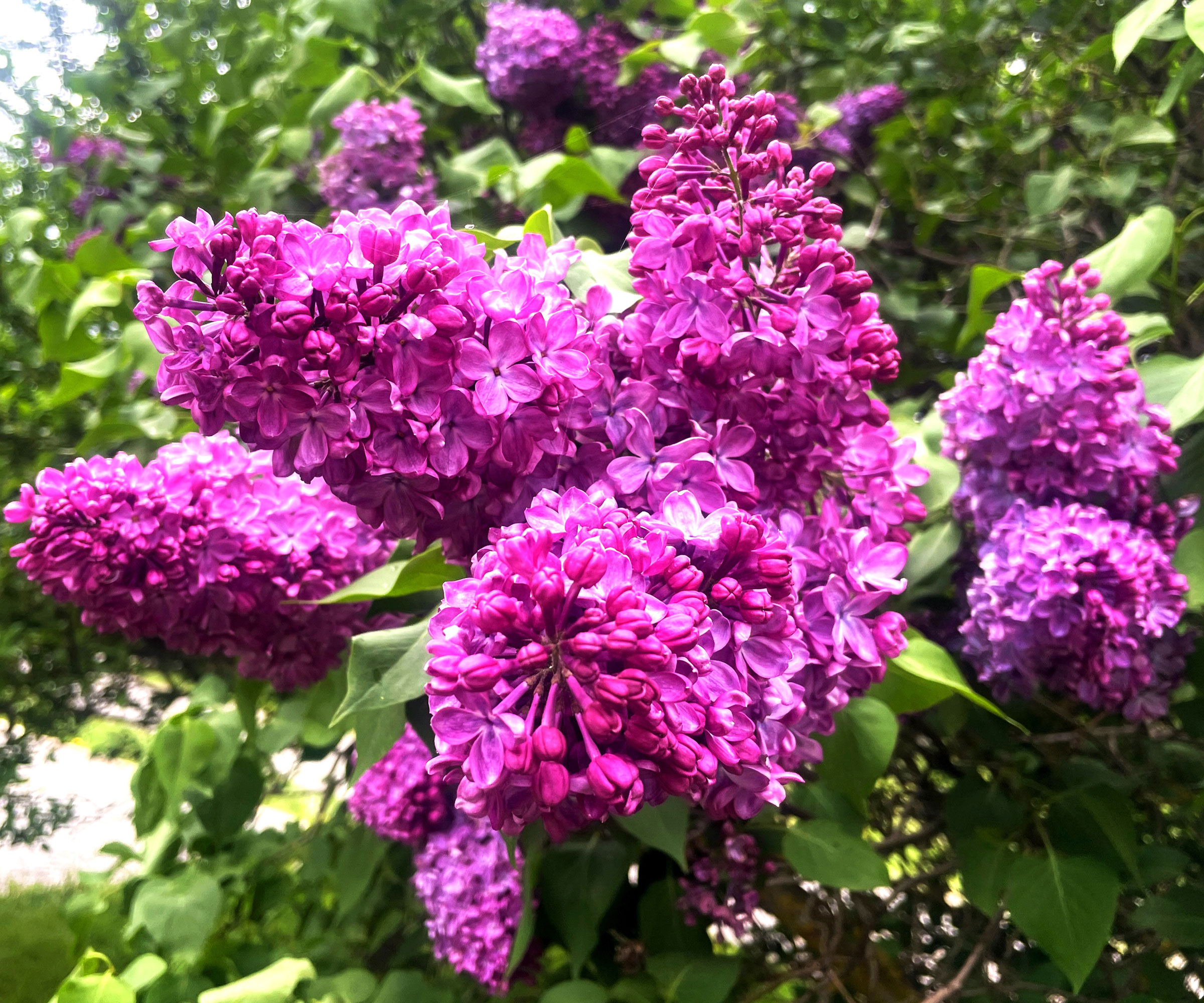 lilac bush with large purple flower heads in bloom