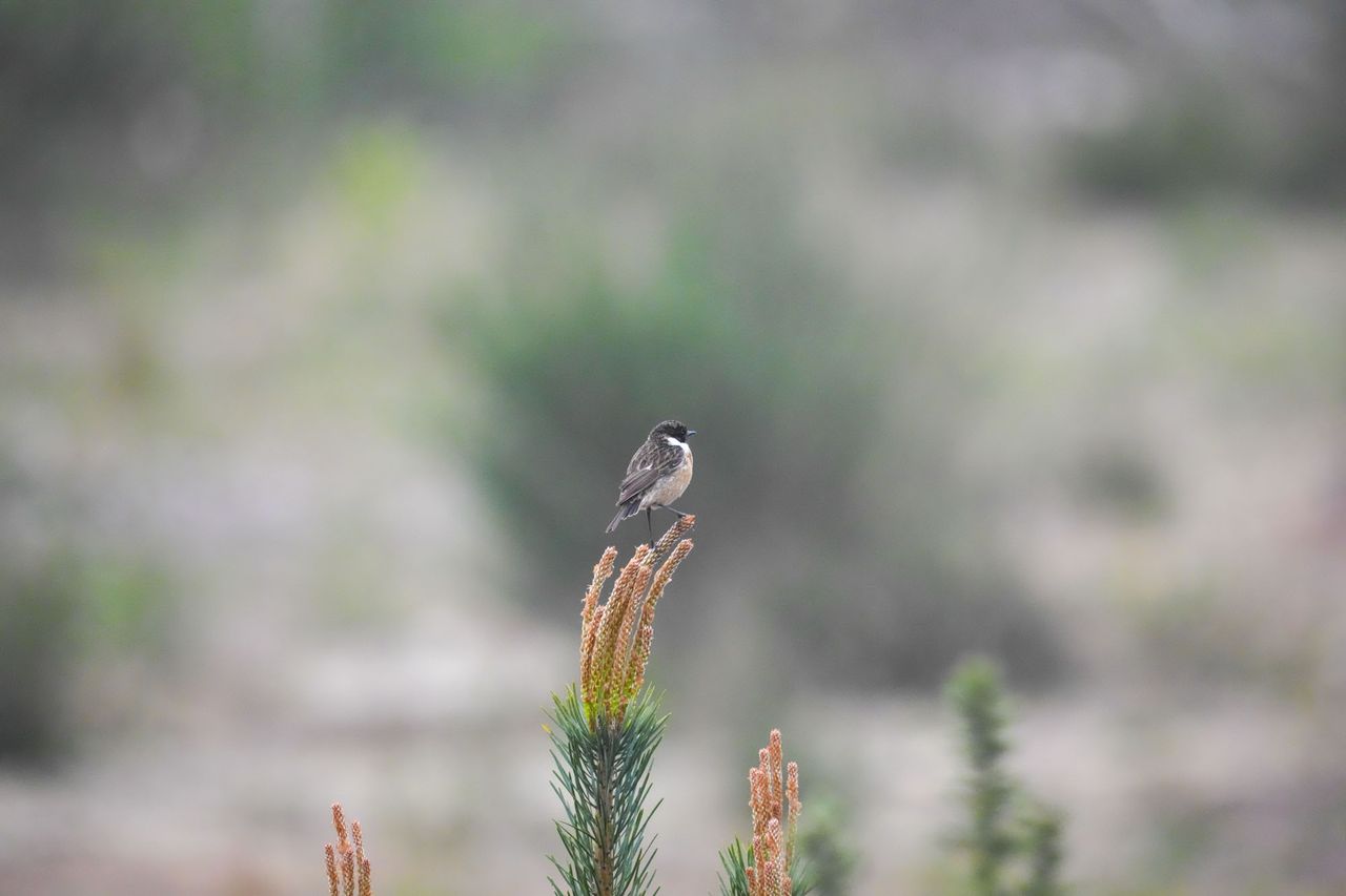 A bird on a branch at first light