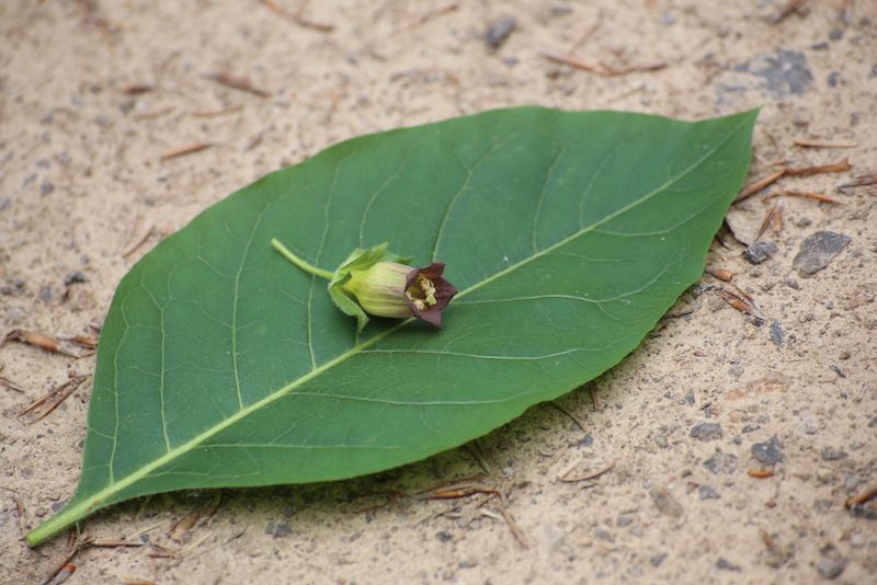 A leaf and flower from the Atropa belladonna plant.