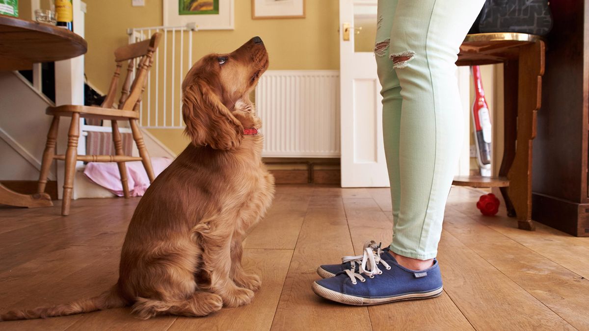 Dog looking up at owner ready for training indoors