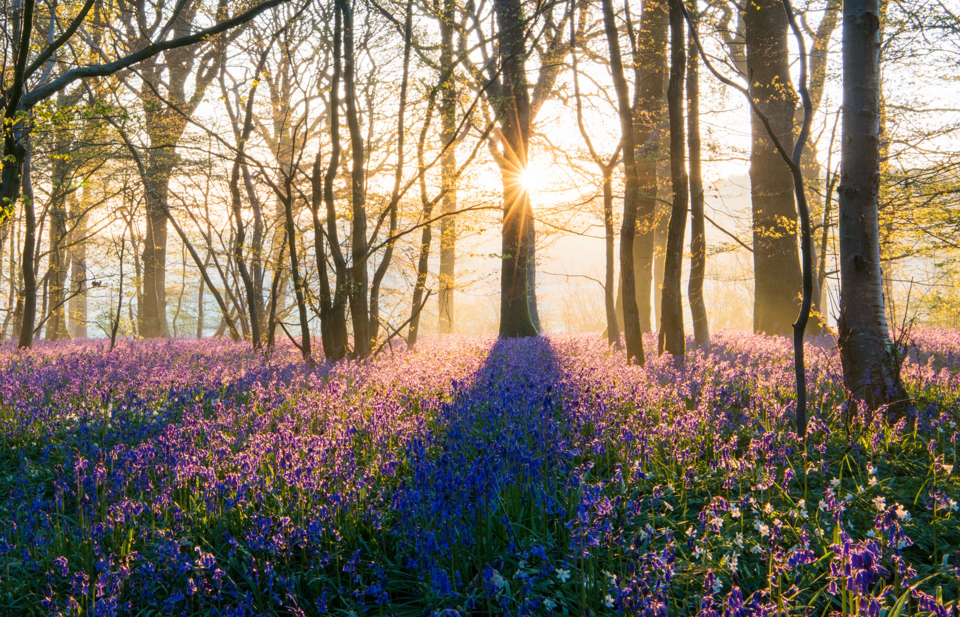 Bluebells in woodland at sunrise, Sussex, England