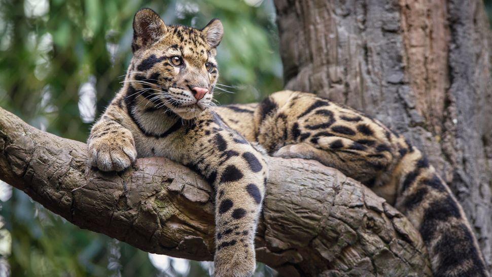 Clouded leopard: The cat with saber-like teeth that can walk upside ...