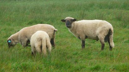 151020-sheep.jpg