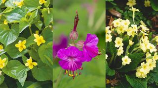 bedding plants violets, geraniums and primroses in a collage image