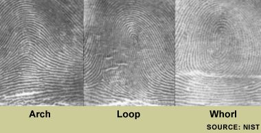 Lasting Impression: How Fingerprints are Created | Live Science