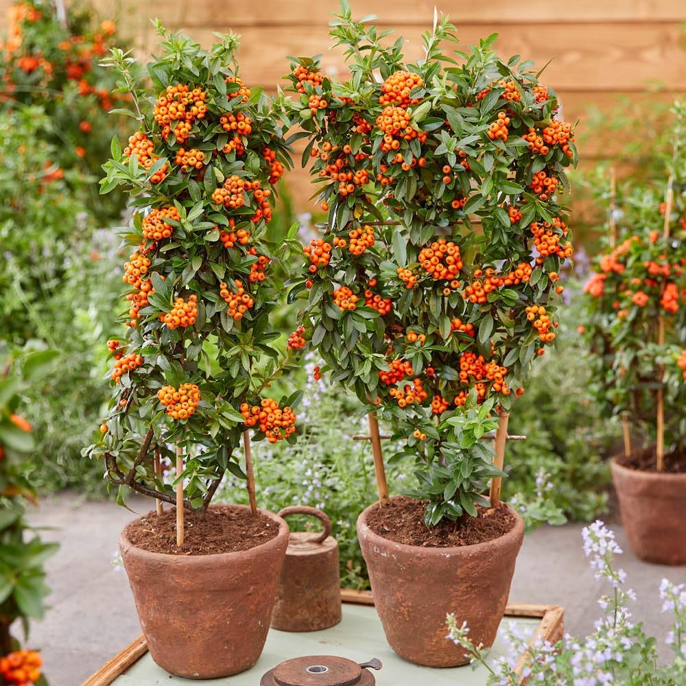 Yougarden Pyracantha &#039;orange Star&#039;, Established Plant in 9cm Pot, Ready to Plant, Thorn-Free Shrub With White Summer Flowers and Orange Autumn Berries