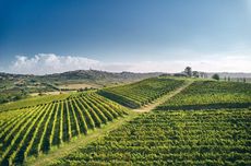 Exploring Istria&rsquo;s wine estates