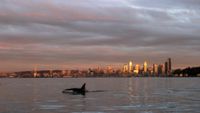A large black-and-white whale with a tall dorsal fin swims in the shimmering gray waters in front of a sunset city skyline. 