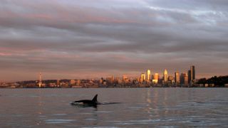 A large black-and-white whale with a tall dorsal fin swims in the shimmering gray waters in front of a sunset city skyline. 