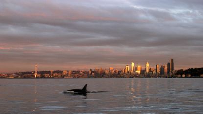 A large black-and-white whale with a tall dorsal fin swims in the shimmering gray waters in front of a sunset city skyline.