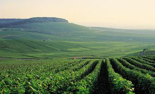 Daytime image of Perrier-Jouë vineyard, lush green landscape, green fields and mountains, pale orange sky