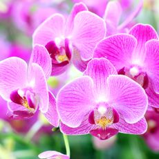 Bright pink orchid blooms