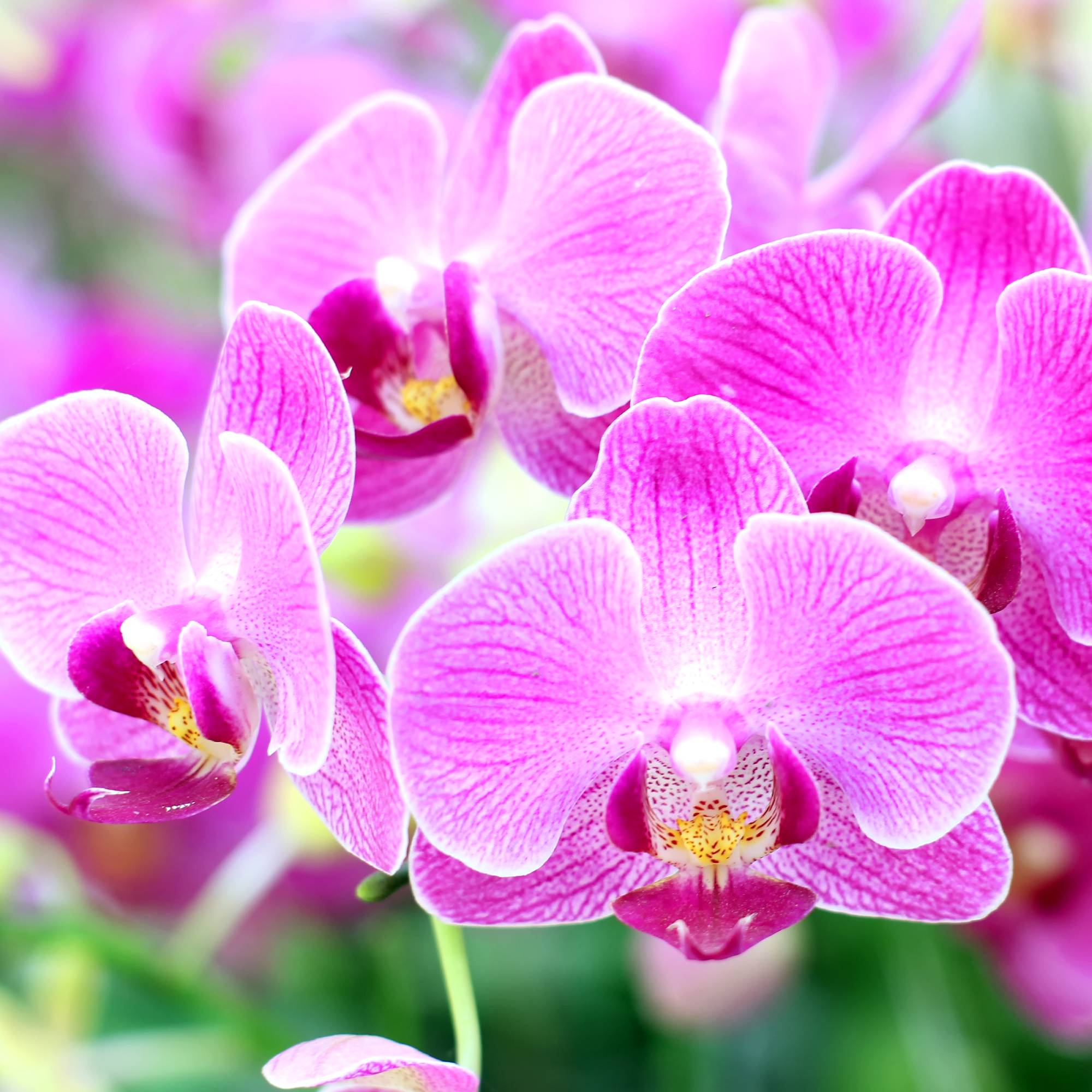 Bright pink orchid blooms