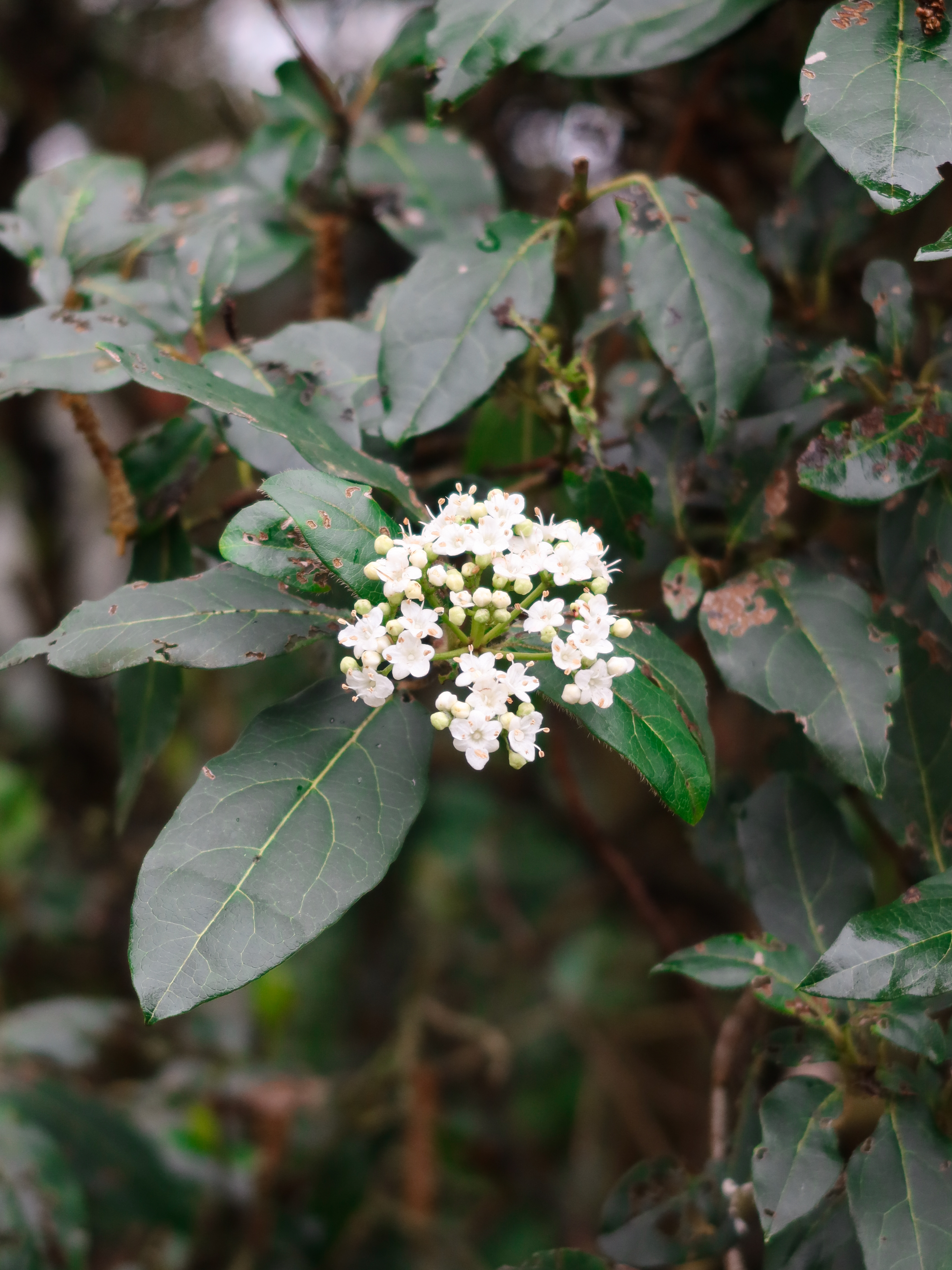 A photo taken on a Canon PowerShot G7 X Mark III compact camera