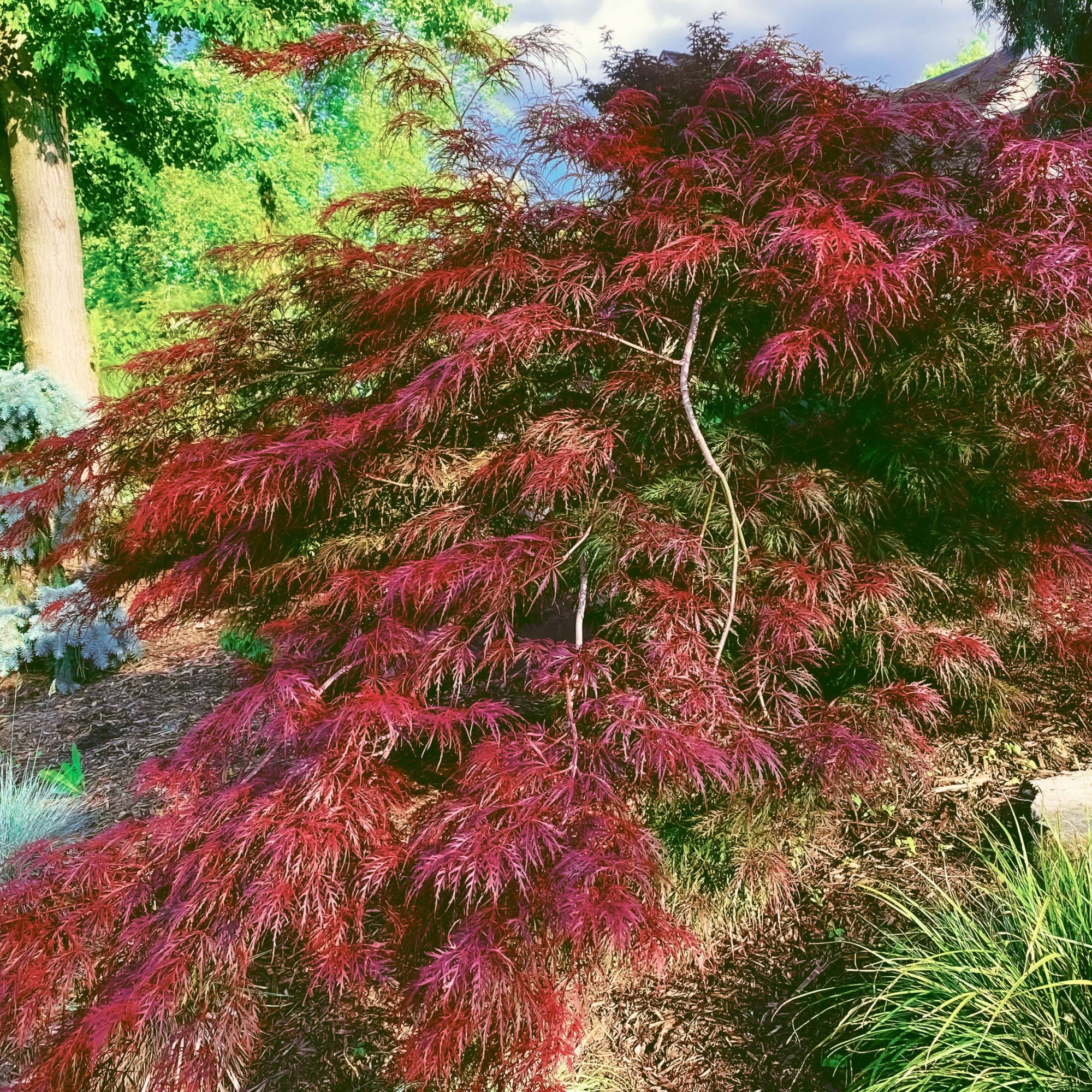 red acer multi-stem tree