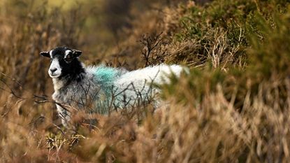 A sheep roams Dartmoor