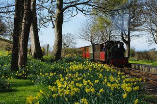 The steam train on the Talyllyn Railway runs through masses of daffodils