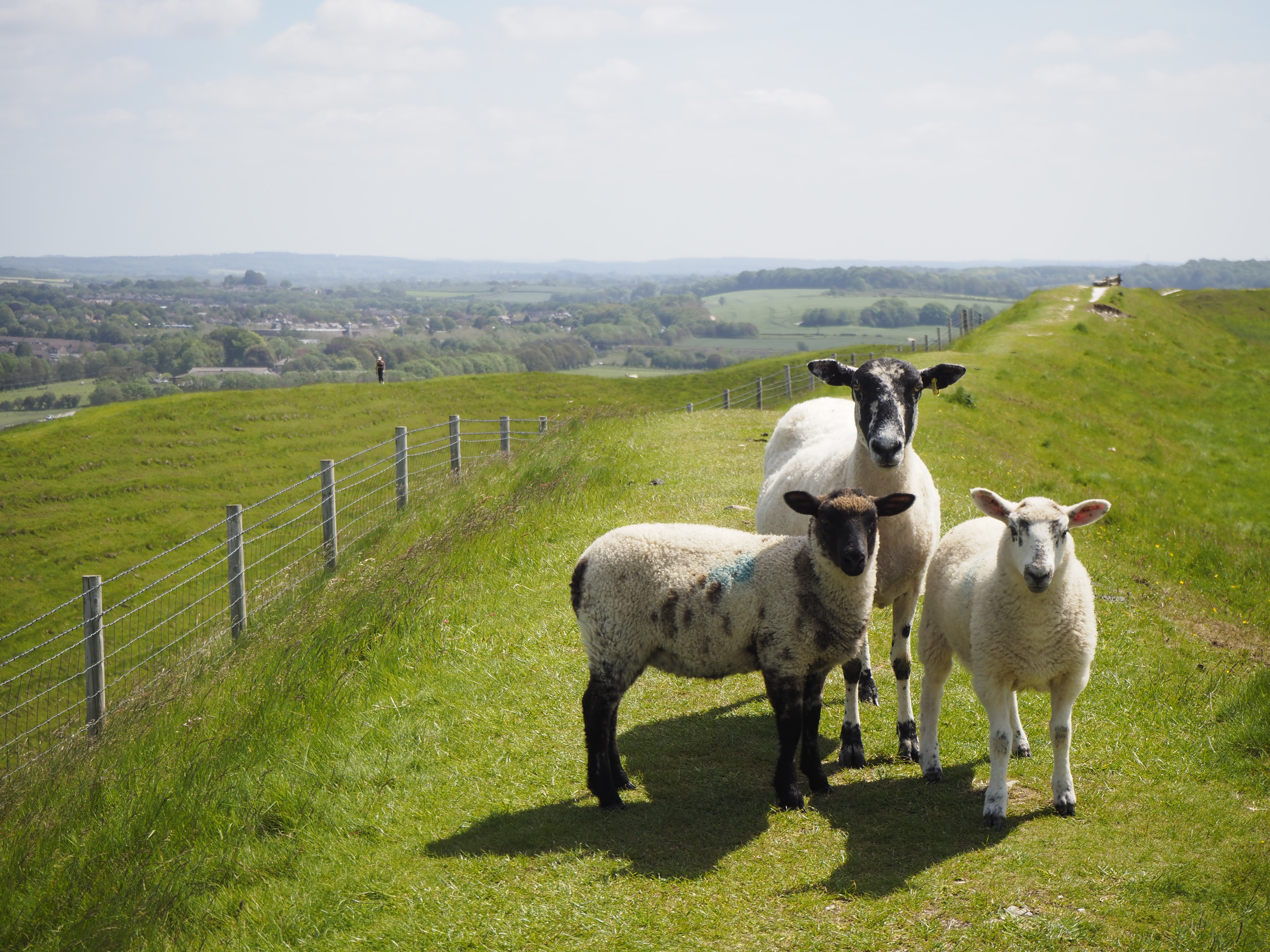 Group of three sheep photographed using the Olympus E-P7